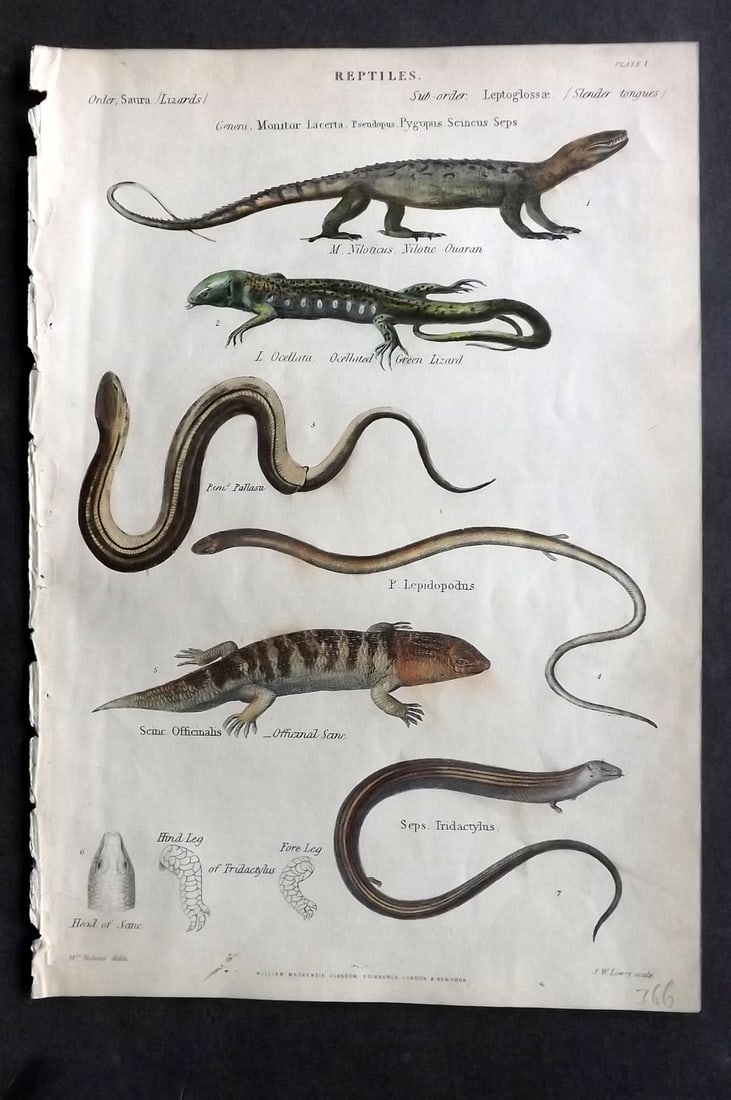 Richardson, John 1862 Hand Col Print. Green Lizard, Officinal Scanc, Nilotic Ouran: Hand Colored Steel Engraving/Etching Published 1859-62 by William Mackenzie, Edinburgh & London for "The Museum of Natural History" by John Richardson. Paper Size: 10.5 x 7 inch (27 x 18cm) Very minor
