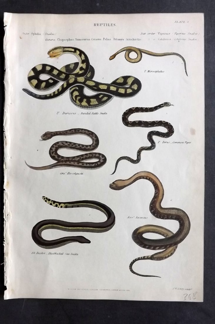 Richardson, John 1862 Hand Col Print. Viper & Colubrine Snakes. Rattle Snake: Hand Colored Steel Engraving/Etching Published 1859-62 by William Mackenzie, Edinburgh & London for "The Museum of Natural History" by John Richardson. Paper Size: 10.5 x 7 inch (27 x 18cm) Tiny margi