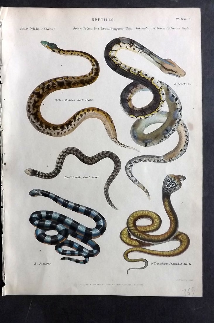 Richardson, John 1862 Hand Col Print. Rock, Coral, Spectacled Snakes. Boa Constrictor: Hand Colored Steel Engraving/Etching Published 1859-62 by William Mackenzie, Edinburgh & London for "The Museum of Natural History" by John Richardson. Paper Size: 10.5 x 7 inch (27 x 18cm) Tiny margi