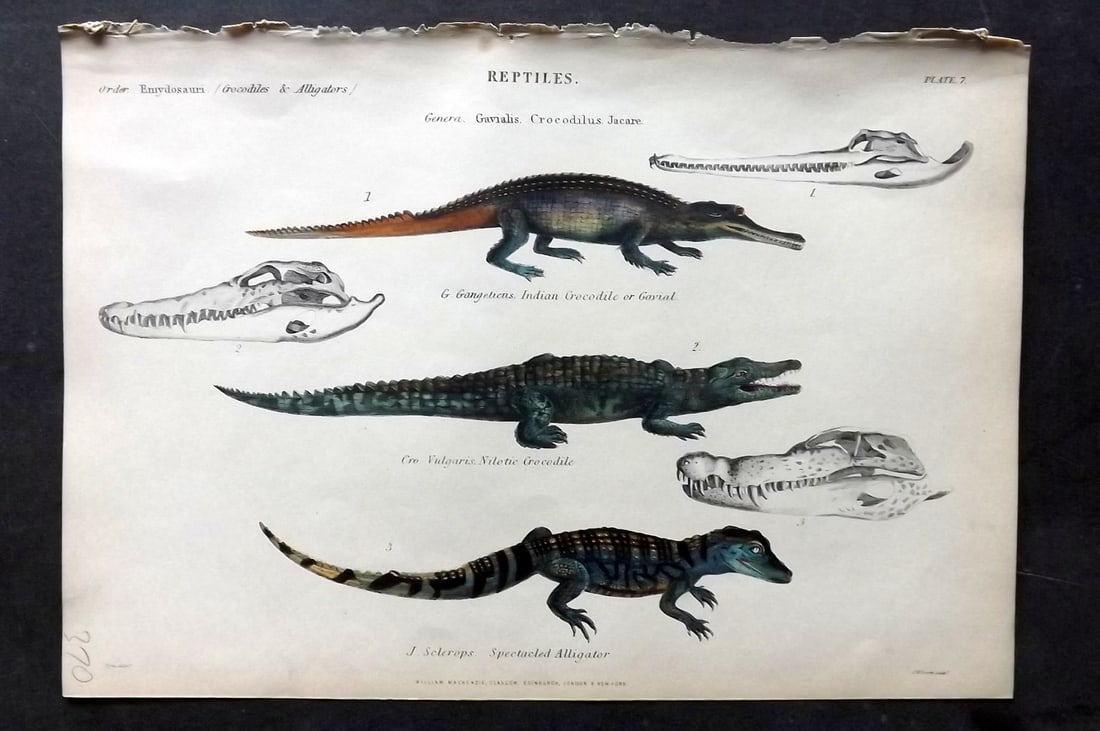 Richardson, John 1862 Hand Col Print. Indian & Nilotic Crocodile, Spectacled Alligator: Hand Colored Steel Engraving/Etching Published 1859-62 by William Mackenzie, Edinburgh & London for "The Museum of Natural History" by John Richardson. Paper Size: 10.5 x 7 inch (27 x 18cm) Good Condi