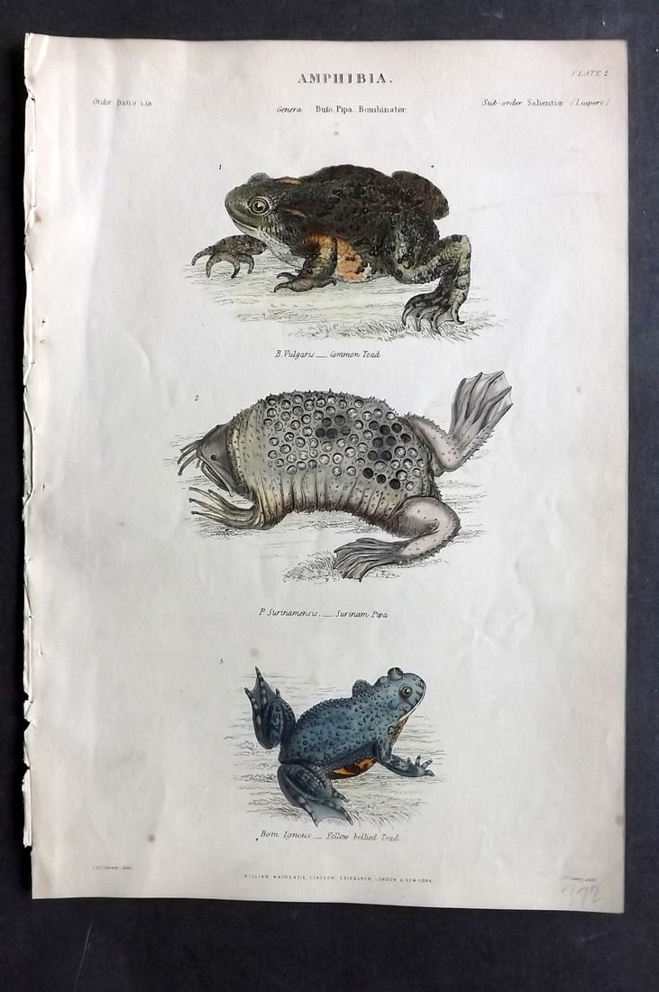 Richardson, John 1862 Hand Col Print. Common Toad, Surinam Pipa, Yellow Bellied Toad (1 of 1)