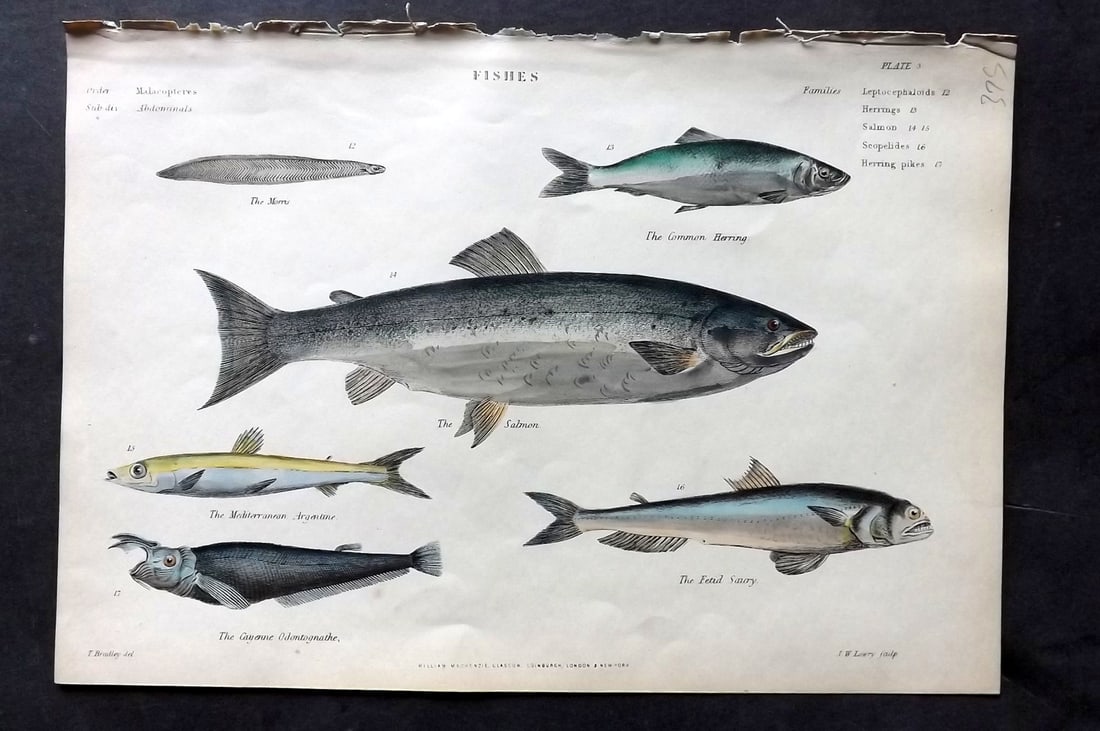 Richardson, John 1862 Hand Col Print. Salmon, Herring, Argentine, Saury (1 of 1)
