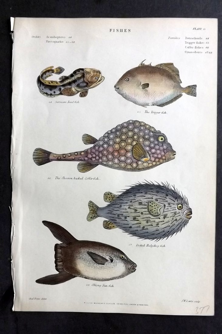 Richardson, John 1862 Hand Col Print. Toad Fish, Trigger Fish, Hedgehog Fish, Sun-Fish (1 of 1)