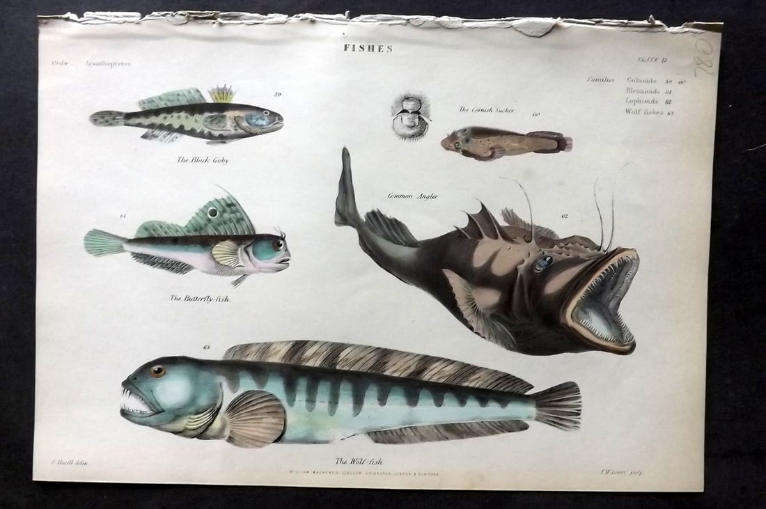 Richardson, John 1862 Hand Col Print. Angler Monkfish, Wolf Fish, Goby, Butterfly Fish: Hand Colored Steel Engraving/Etching Published 1859-62 by William Mackenzie, Edinburgh & London for "The Museum of Natural History" by John Richardson. Paper Size: 10.5 x 7 inch (27 x 18cm) Good Condi