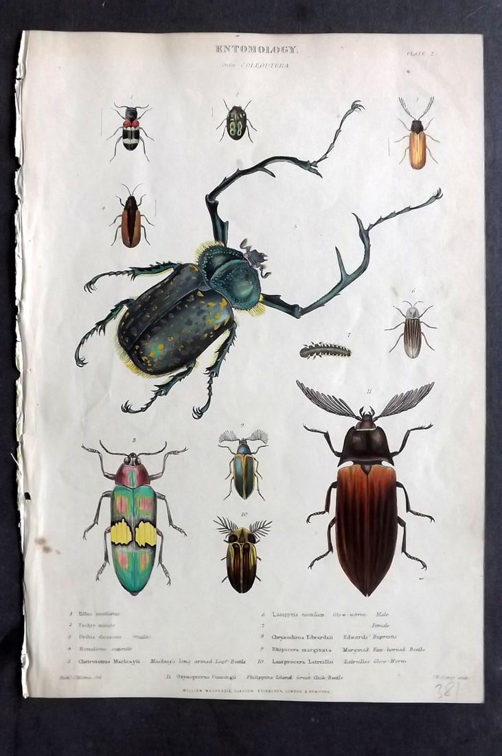 Richardson, John 1862 Hand Col Print. Macleay's Long Armed Beetle, Philippine Island Beetle: Hand Colored Steel Engraving/Etching Published 1859-62 by William Mackenzie, Edinburgh & London for "The Museum of Natural History" by John Richardson. Paper Size: 10.5 x 7 inch (27 x 18cm) Very minor