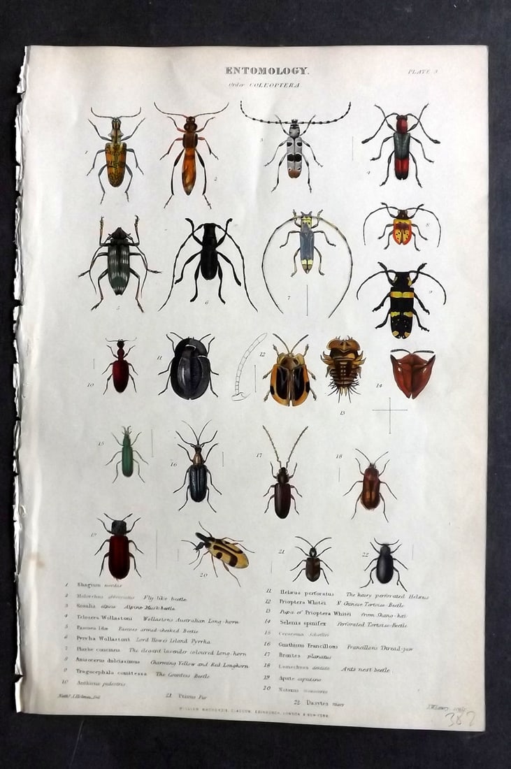 Richardson, John 1862 Hand Col Print. Beetles Insects Entomology: Hand Colored Steel Engraving/Etching Published 1859-62 by William Mackenzie, Edinburgh & London for "The Museum of Natural History" by John Richardson. Paper Size: 10.5 x 7 inch (27 x 18cm) Good Condi