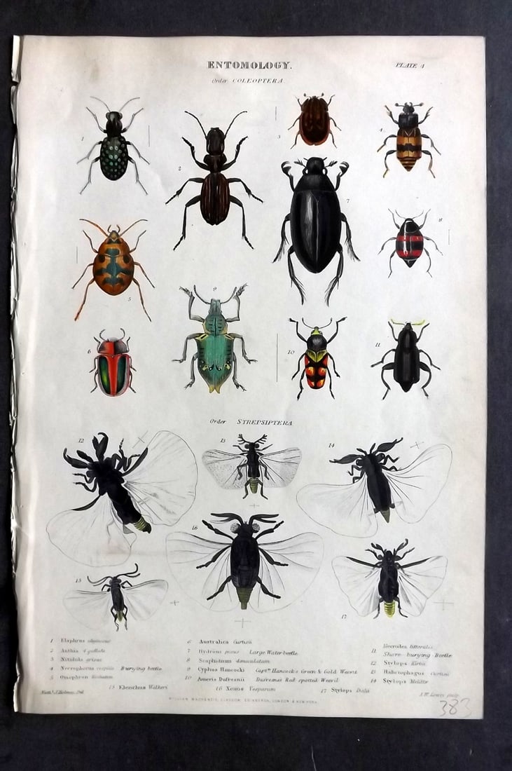 Richardson, John 1862 Hand Col Print. Beetles Insects Entomology: Hand Colored Steel Engraving/Etching Published 1859-62 by William Mackenzie, Edinburgh & London for "The Museum of Natural History" by John Richardson. Paper Size: 10.5 x 7 inch (27 x 18cm) Good Condi
