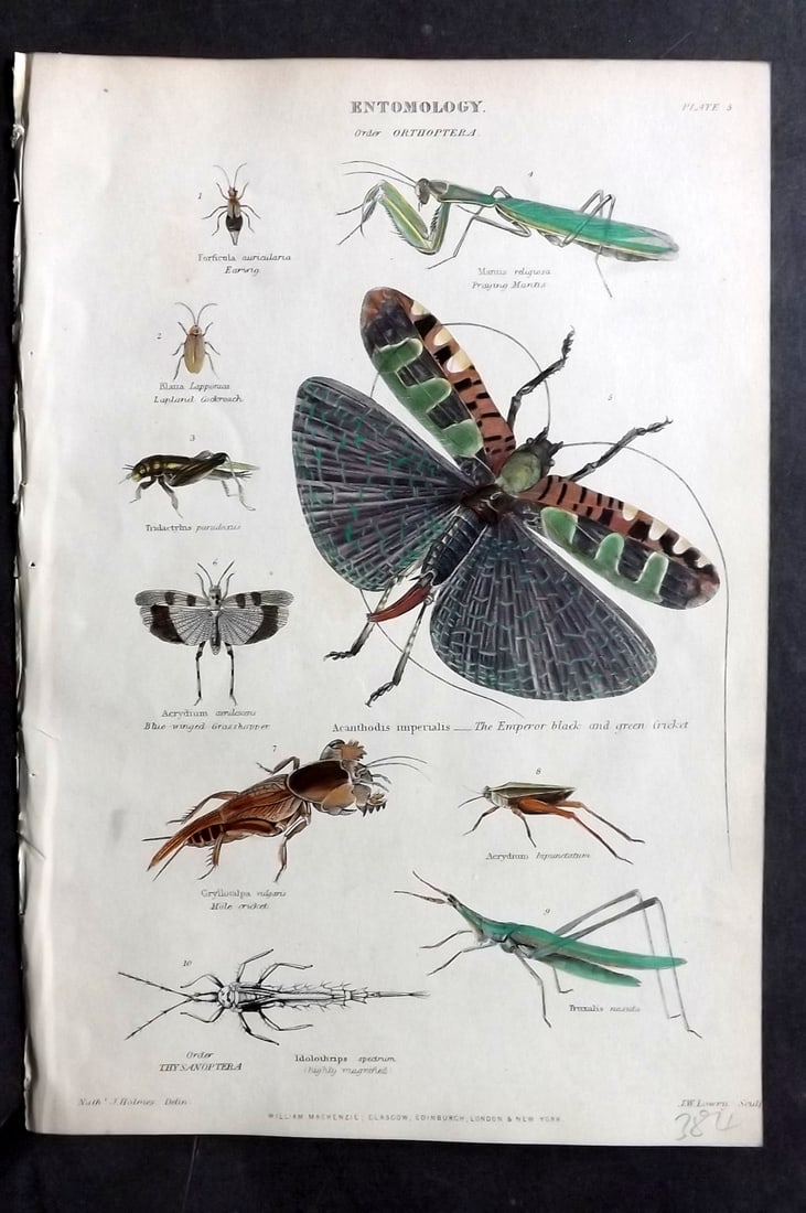 Richardson, John 1862 Hand Col Print. Emperor Black Green Cricket, Earwig, Lapland Cockroach: Hand Colored Steel Engraving/Etching Published 1859-62 by William Mackenzie, Edinburgh & London for "The Museum of Natural History" by John Richardson. Paper Size: 10.5 x 7 inch (27 x 18cm) Good Condi