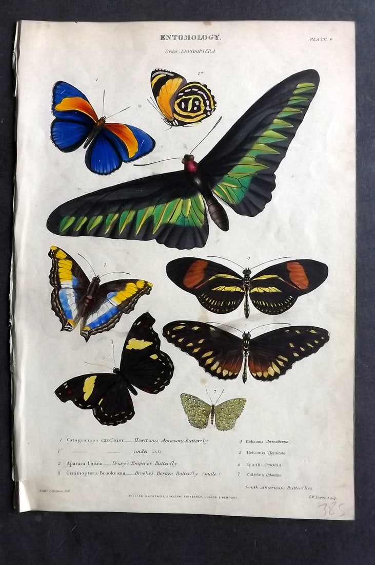 Richardson, John 1862 Hand Col Print. Butterflies - Amazon, Drury's Emperor, Brooke's Borneo (1 of 1)