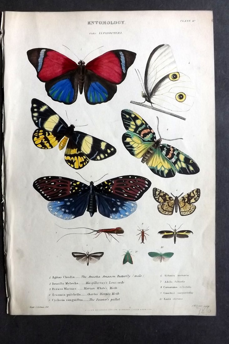 Richardson, John 1862 Hand Col Print. Amazon Butterfly, Marian White's, Charles Horne's Moth (1 of 1)