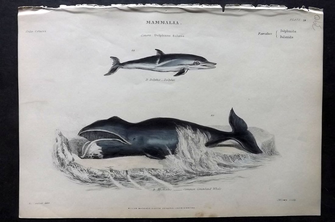 Richardson, John 1862 Hand Col Print. Dolphin, Common Greenland Whale: Hand Colored Steel Engraving/Etching Published 1859-62 by William Mackenzie, Edinburgh & London for "The Museum of Natural History" by John Richardson. Paper Size: 10.5 x 7 inch (27 x 18cm) Good Condi