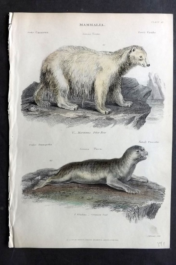 Richardson, John 1862 Hand Col Print. Polar Bear, Common Seal (1 of 1)