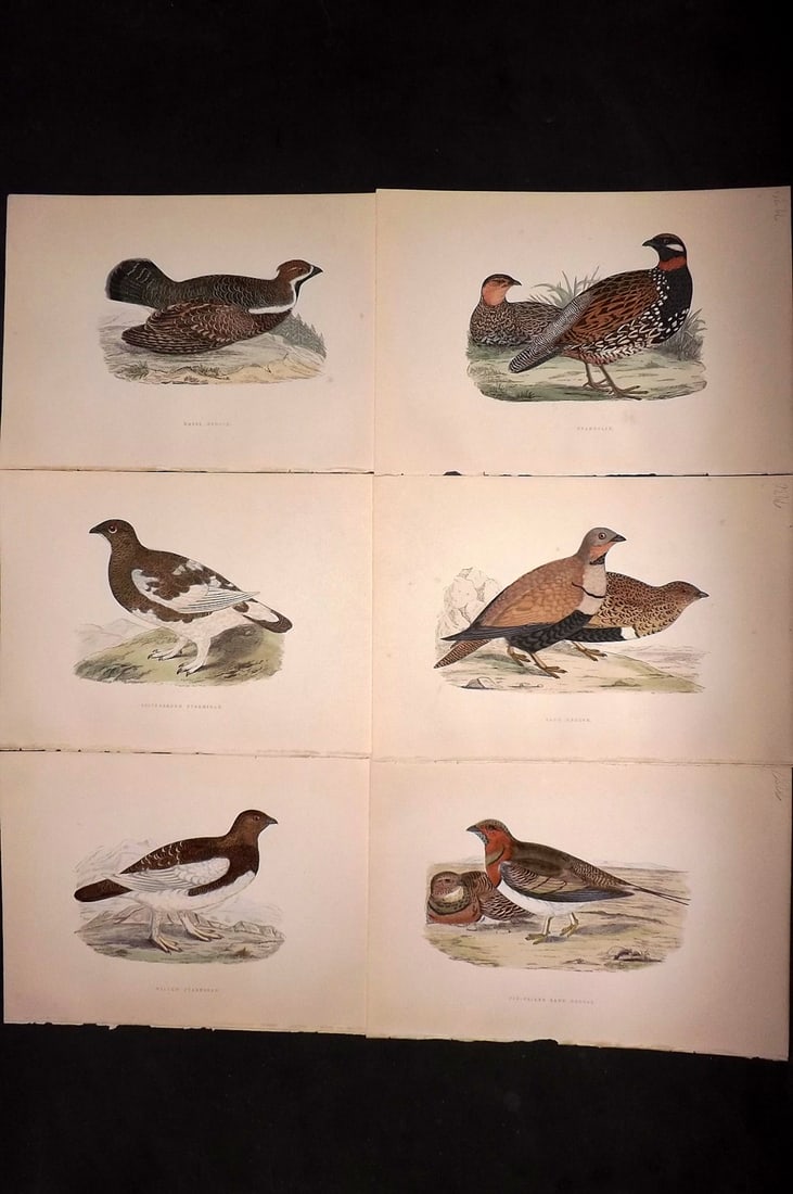 Bree, Charles 1876 Lot of 6 Hand Col Bird Prints: Woodblock Published 1875-76, London for "A History of the Birds of Europe, Not Observed in the British Isles" by Charles Robert Bree. Printed in colours and finished by hand. Paper Size: 10 x 6.5 inch