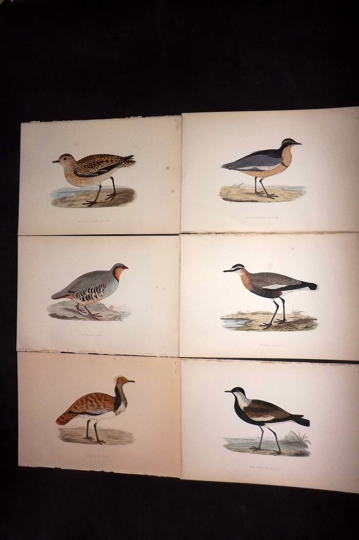 Bree, Charles 1876 Lot of 6 Hand Col Bird Prints: Woodblock Published 1875-76, London for "A History of the Birds of Europe, Not Observed in the British Isles" by Charles Robert Bree. Printed in colours and finished by hand. Paper Size: 10 x 6.5 inch