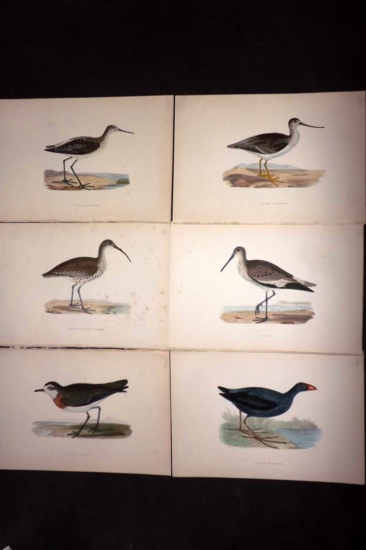 Bree, Charles 1876 Lot of 6 Hand Col Bird Prints: Woodblock Published 1875-76, London for "A History of the Birds of Europe, Not Observed in the British Isles" by Charles Robert Bree. Printed in colours and finished by hand. Paper Size: 10 x 6.5 inch