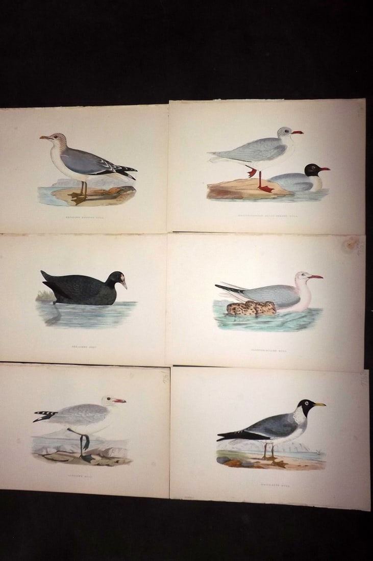 Bree, Charles 1876 Lot of 6 Hand Col Bird Prints: Woodblock Published 1875-76, London for "A History of the Birds of Europe, Not Observed in the British Isles" by Charles Robert Bree. Printed in colours and finished by hand. Paper Size: 10 x 6.5 inch
