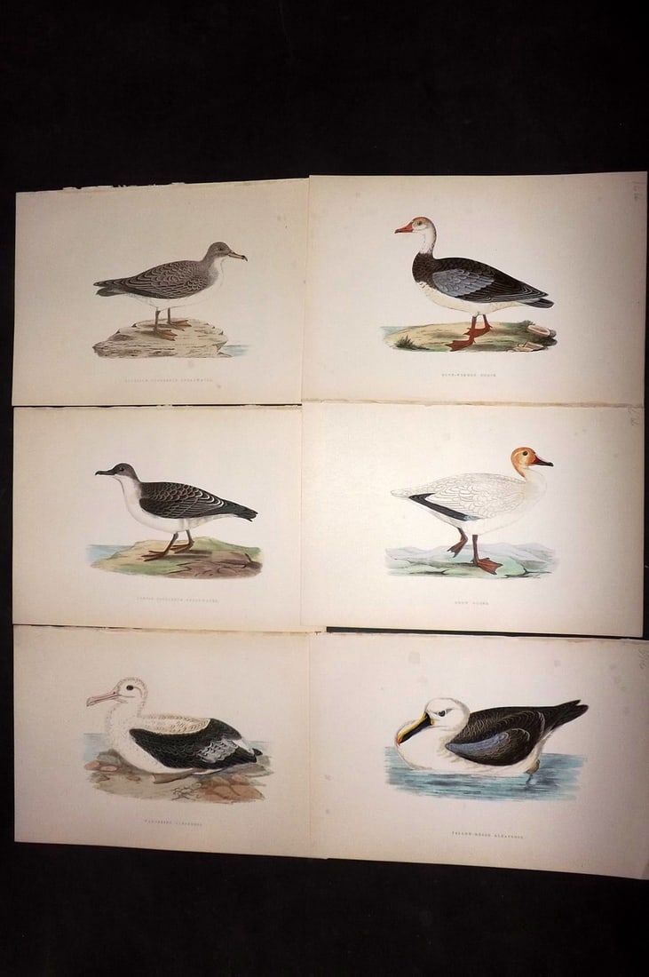 Bree, Charles 1876 Lot of 6 Hand Col Bird Prints: Woodblock Published 1875-76, London for "A History of the Birds of Europe, Not Observed in the British Isles" by Charles Robert Bree. Printed in colours and finished by hand. Paper Size: 10 x 6.5 inch