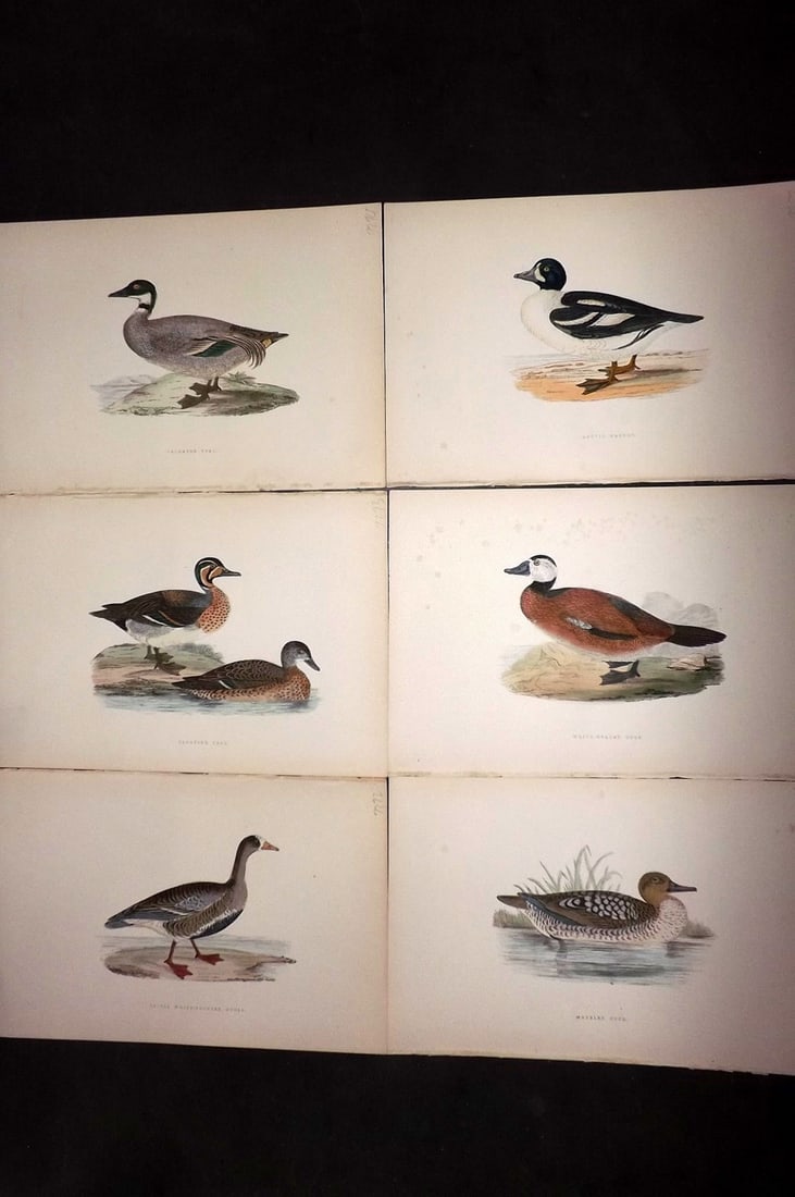 Bree, Charles 1876 Lot of 6 Hand Col Bird Prints: Woodblock Published 1875-76, London for "A History of the Birds of Europe, Not Observed in the British Isles" by Charles Robert Bree. Printed in colours and finished by hand. Paper Size: 10 x 6.5 inch