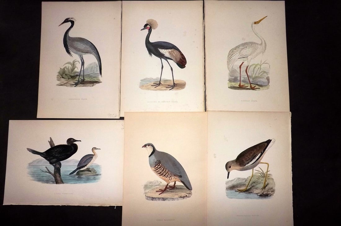 Bree, Charles 1876 Lot of 6 Hand Col Bird Prints (1 of 2)