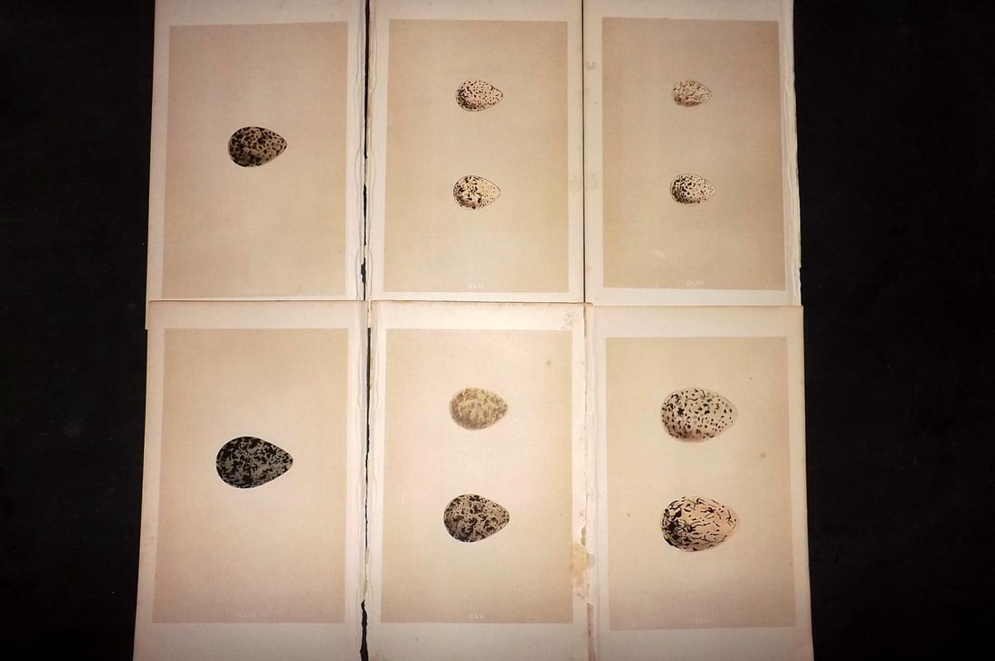 Morris, Francis 1863 Lot of 6 Antique Bird Egg Prints: Woodblocks Published 1863, London for "A Natural History of the Nests and Eggs of British Birds" By the Rev. Francis Orpen Morris, printed Benjamin Fawcett. With accompanying descriptive text. Paper S
