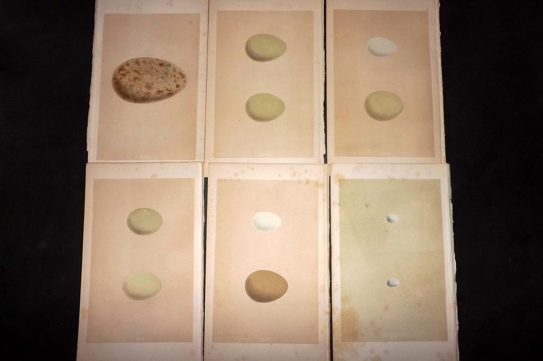 Morris, Francis 1863 Lot of 6 Antique Bird Egg Prints: Woodblocks Published 1863, London for "A Natural History of the Nests and Eggs of British Birds" By the Rev. Francis Orpen Morris, printed Benjamin Fawcett. With accompanying descriptive text. Paper S