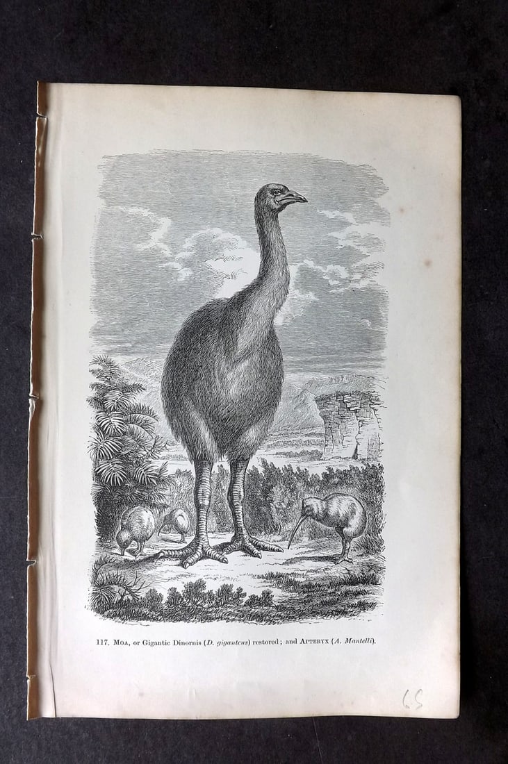Pouchet, F. A. C1890 Bird Print. Extinct Moa Bird. New Zealand: Wood Engraving (Reverse side blank) Published C1890, London for "The Universe: Or, The Infinitely Great and The Infinitely Little" by F. A. Pouchet. Paper Size: 8.5 x 6 inch (22 x 15cm) Very minor mar