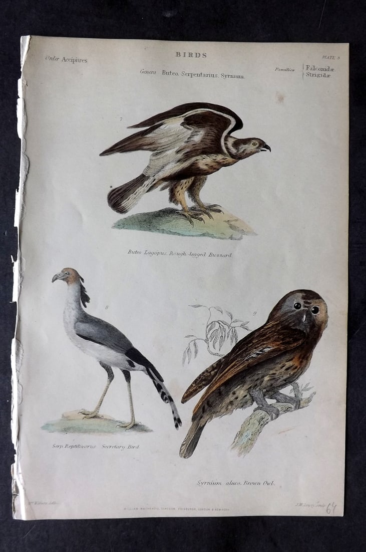 Richardson, John 1862 Hand Col Bird Print. Brown Owl, Secretary Bird, Rough Legged Buzzard (1 of 1)