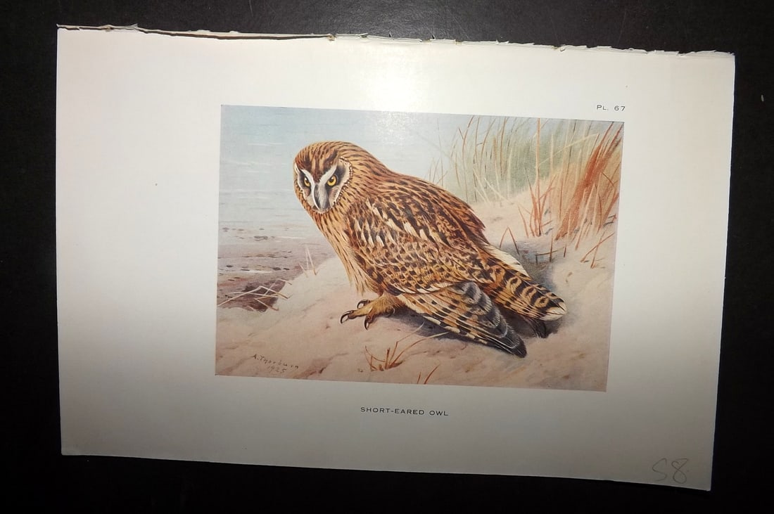Thorburn, Archibald 1926 Vintage Bird Print. Short Eared Owl 67: Vintage Offset Lithograph Published 1925-26, London for "British Birds" by Archibald Thorburn. Paper Size: 8.5 x 5.5 inch (22 x 14cm) Good Condition