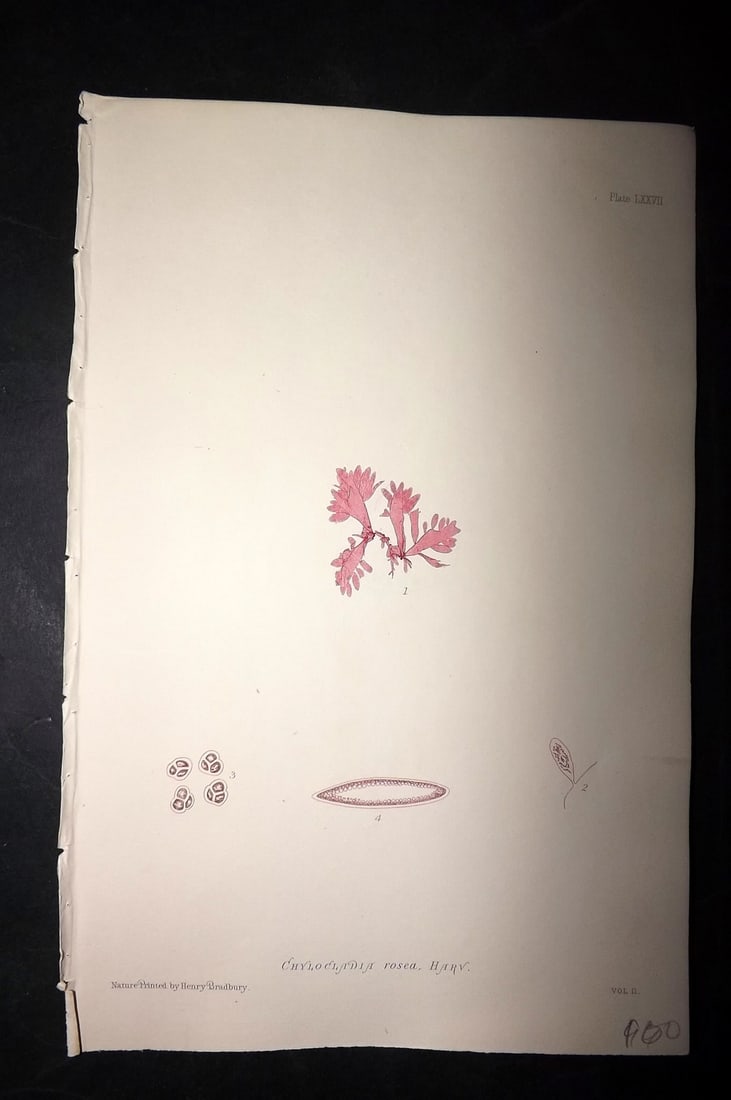 Bradbury, Henry 1859 Nature Printed Seaweed Print. Chylocladia Rosea: Nature Printed Electrotype Published 1859 by Henry Bradbury, London for "The Nature-Printed British Sea-Weeds" by William Grosart Johnstone and Alexander Croall. Paper Size: 9.5 x 6 inch (24 x 15cm) I