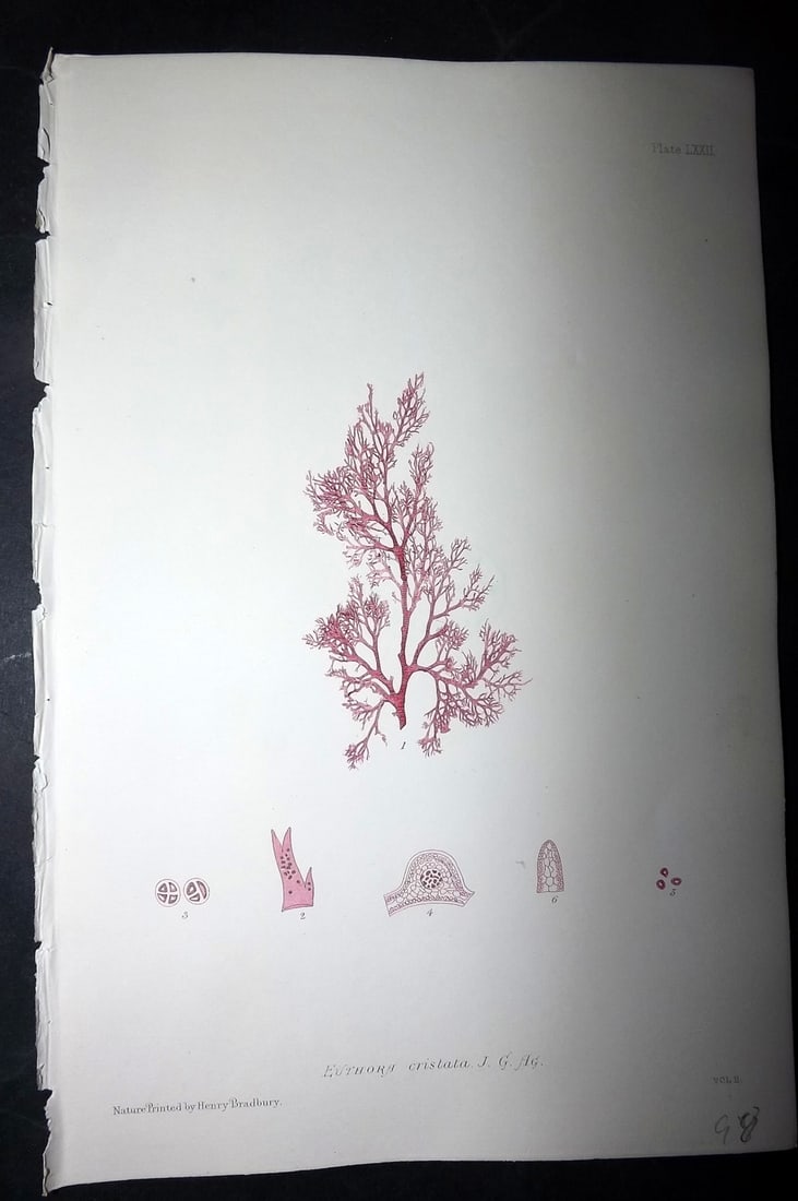 Bradbury, Henry 1859 Nature Printed Seaweed Print. Euthora Cristata: Nature Printed Electrotype Published 1859 by Henry Bradbury, London for "The Nature-Printed British Sea-Weeds" by William Grosart Johnstone and Alexander Croall. Paper Size: 9.5 x 6 inch (24 x 15cm) I