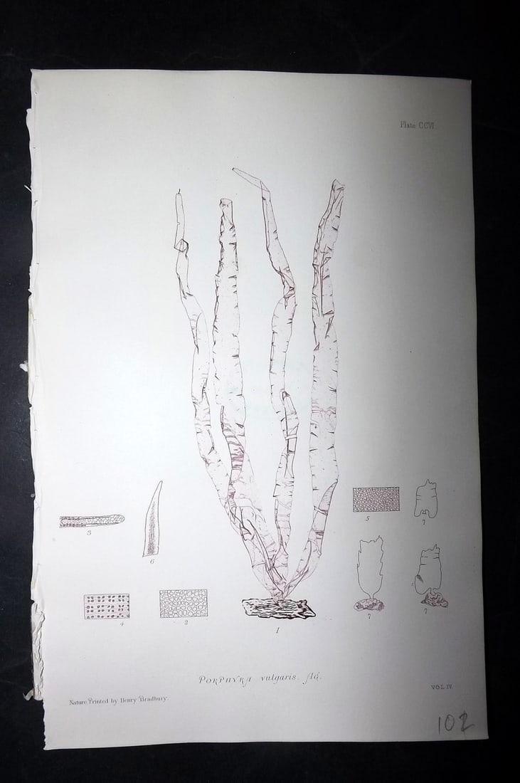 Bradbury, Henry 1859 Nature Printed Seaweed Print. Porphyra Vulgaris: Nature Printed Electrotype Published 1859 by Henry Bradbury, London for "The Nature-Printed British Sea-Weeds" by William Grosart Johnstone and Alexander Croall. Paper Size: 9.5 x 6 inch (24 x 15cm) I