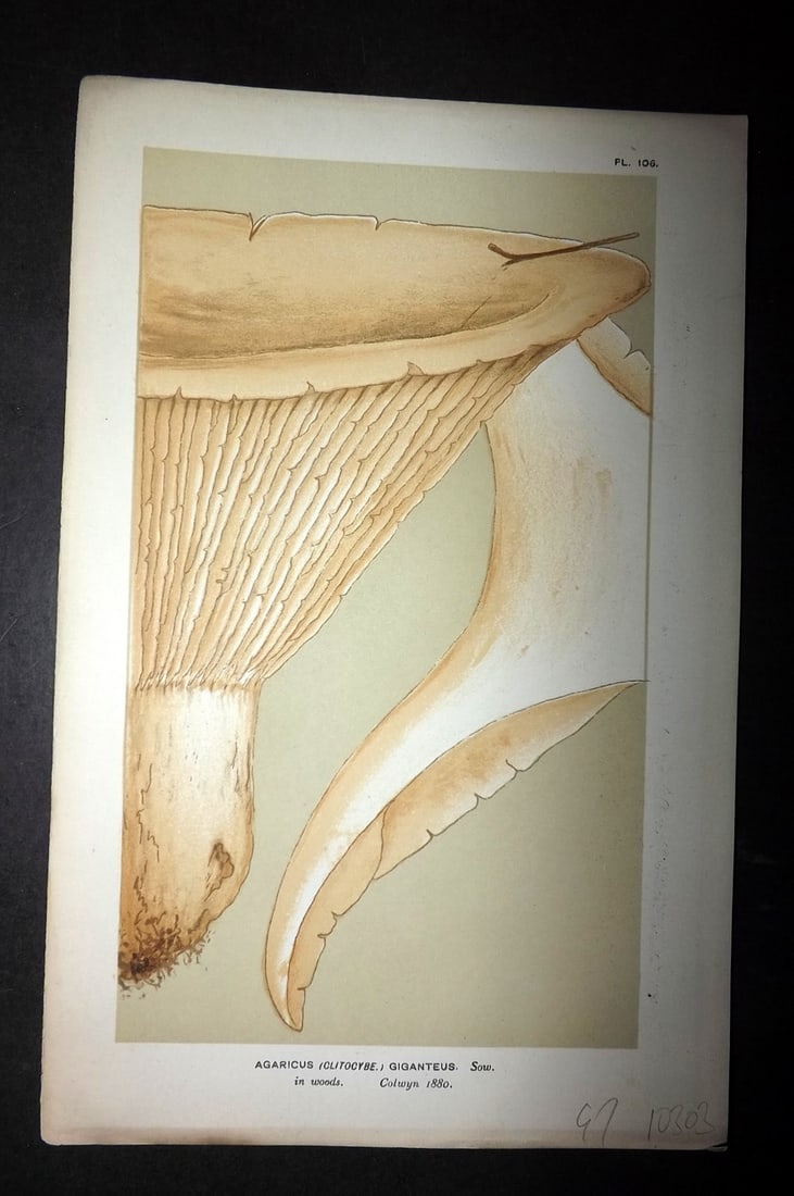 Cooke, Mordecai 1881 Antique Mushroom Print. Agaricus Giganteus 106: Chromolithograph Published 1881-1891, London for "Illustrations to British Fungi" by Mordecai Cubitt Cooke. Paper Size: 9 x 6 inch (23 x 15cm) Good Condition