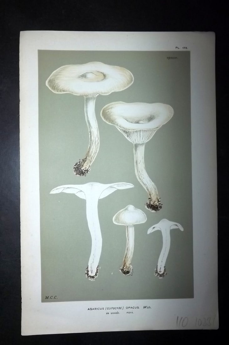 Cooke, Mordecai 1881 Antique Mushroom Print. Agaricus Opacus 176: Chromolithograph Published 1881-1891, London for "Illustrations to British Fungi" by Mordecai Cubitt Cooke. Paper Size: 9 x 6 inch (23 x 15cm) Good Condition