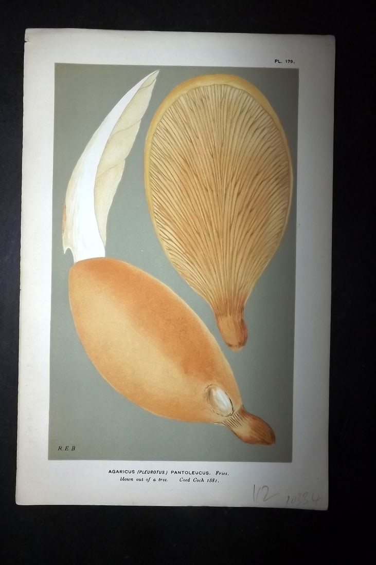 Cooke, Mordecai 1881 Antique Mushroom Print. Agaricus Pantoleucus 179: Chromolithograph Published 1881-1891, London for "Illustrations to British Fungi" by Mordecai Cubitt Cooke. Paper Size: 9 x 6 inch (23 x 15cm) Good Condition