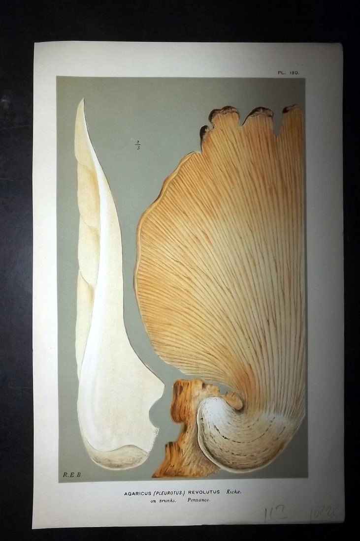 Cooke, Mordecai 1881 Antique Mushroom Print. Agaricus Revolutus 180 (1 of 1)