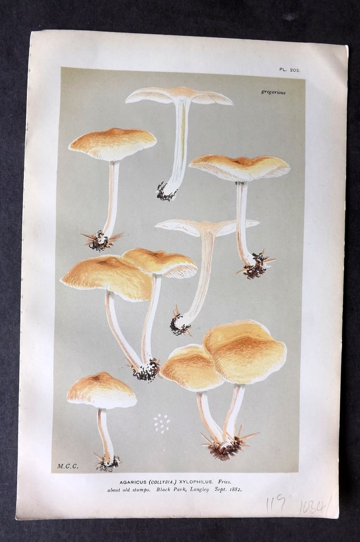 Cooke, Mordecai 1881 Antique Mushroom Print. Agaricus Xylophilus 202: Chromolithograph Published 1881-1891, London for "Illustrations to British Fungi" by Mordecai Cubitt Cooke. Paper Size: 9 x 6 inch (23 x 15cm) Good Condition