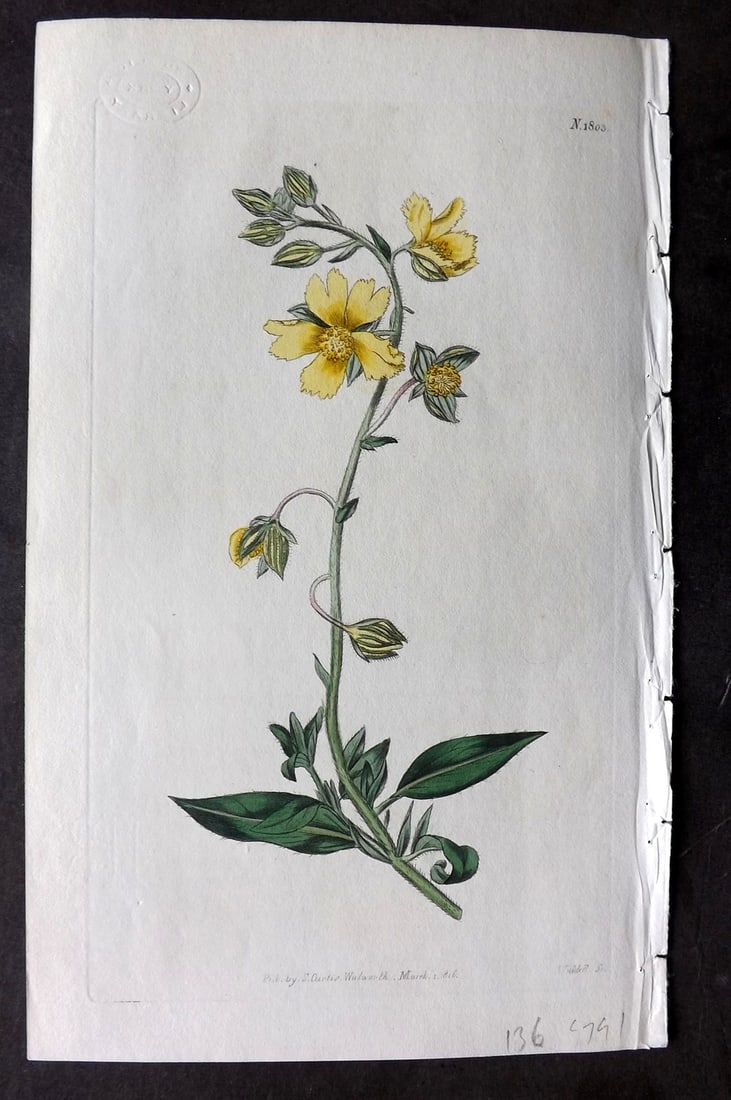 Curtis, William 1816 Hand Col Botanical Print. Rough Dwarf Cistus 1803 (1 of 1)