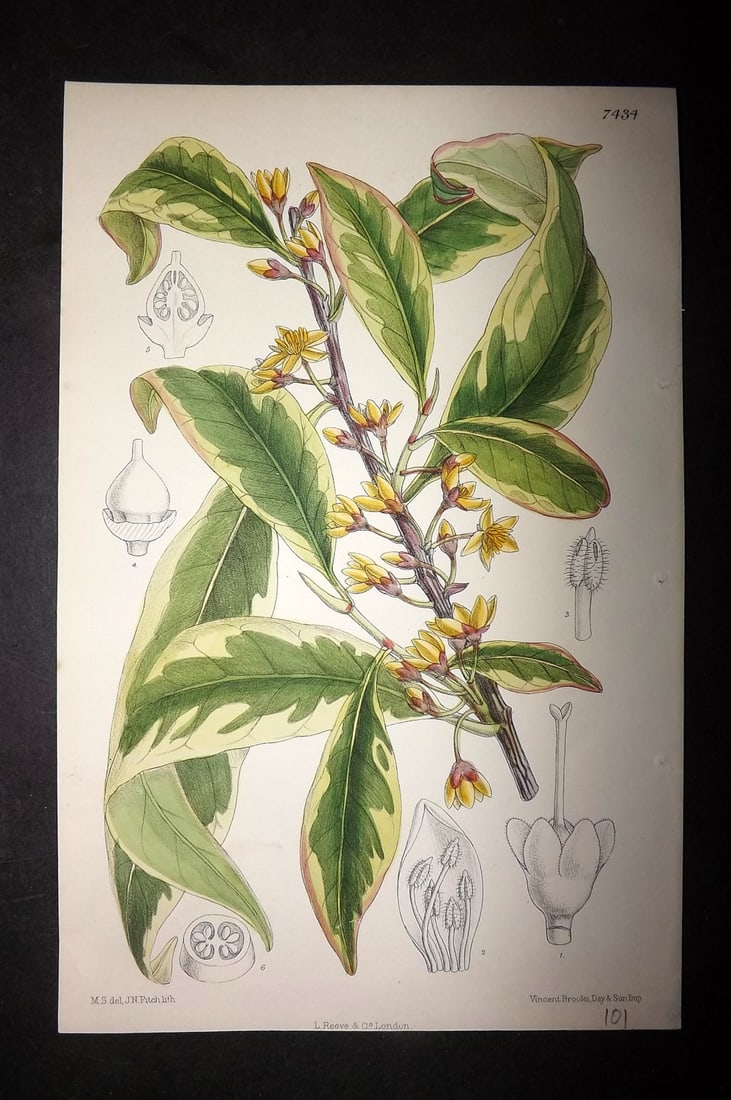 Curtis, William 1892 Hand Col Botanical Print. Cleyera Fortunei (1 of 1)