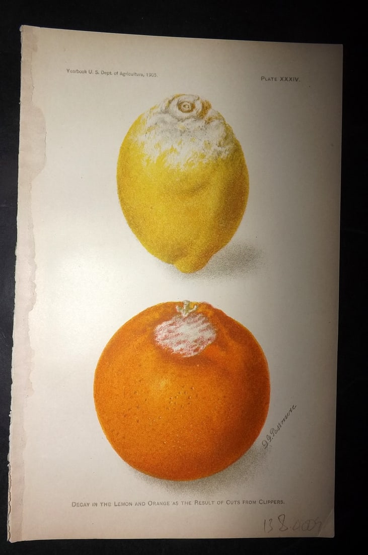 Hall 1906 Antique Fruit Print. Decay in the Lemon & Orange as a result of cuts: Chromolithograph Published 1906, Washington for "Yearbook of the Department of Agriculture" by George William Hill. Paper Size: 9 x 6 inch (23 x 15cm) Good Condition