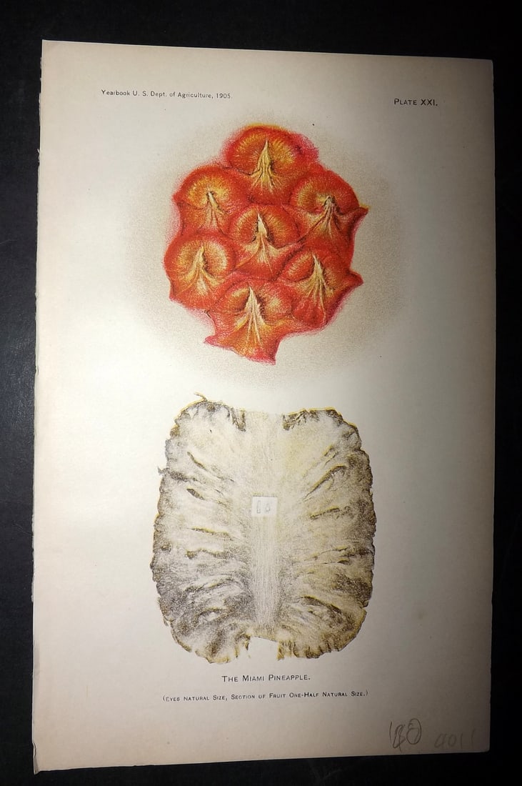 Hall 1906 Antique Fruit Print. The Miami Pineapple 21 (1 of 1)