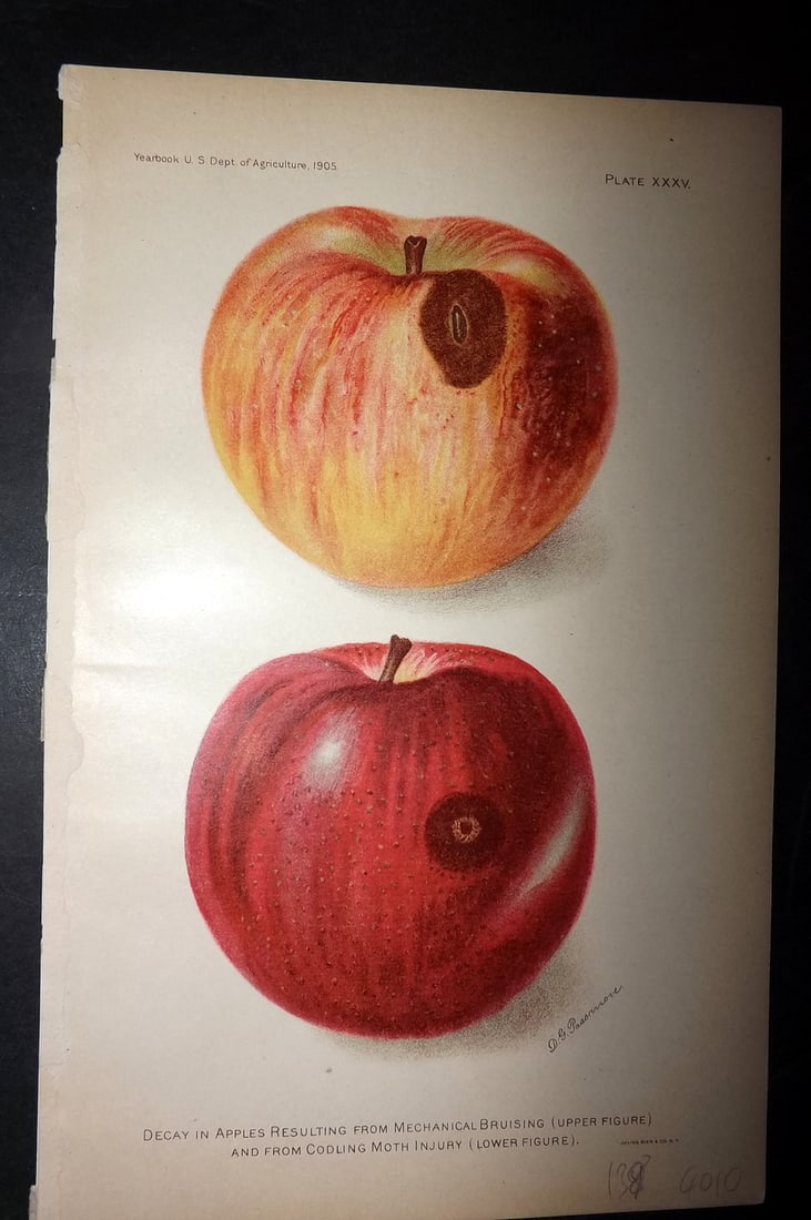 Hall 1906 Fruit Print. Decay in Apples as a result of Mechanical Bruising (1 of 1)