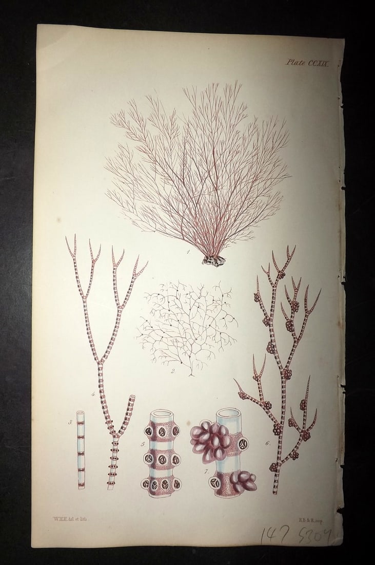 Harvey, William 1846 Hand Col Seaweed Print. Ceramium Deslongchampii 219: Lithograph Published 1846-51, London for "Phycologia Britannica: or a History of British Sea-Weeds" First Edition by William Henry Harvey. Fine hand colour as issued. With accompanying desriptive text