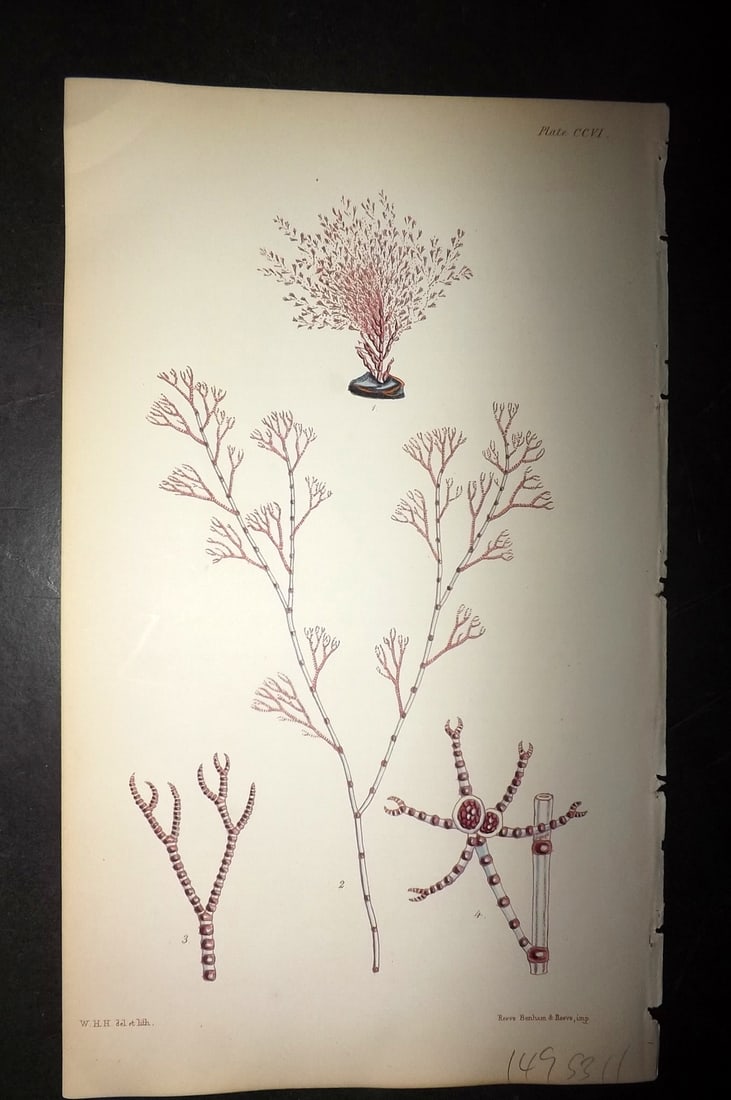 Harvey, William 1846 Hand Col Seaweed Print. Ceramium Gracillimum 206: Lithograph Published 1846-51, London for "Phycologia Britannica: or a History of British Sea-Weeds" First Edition by William Henry Harvey. Fine hand colour as issued. With accompanying desriptive text