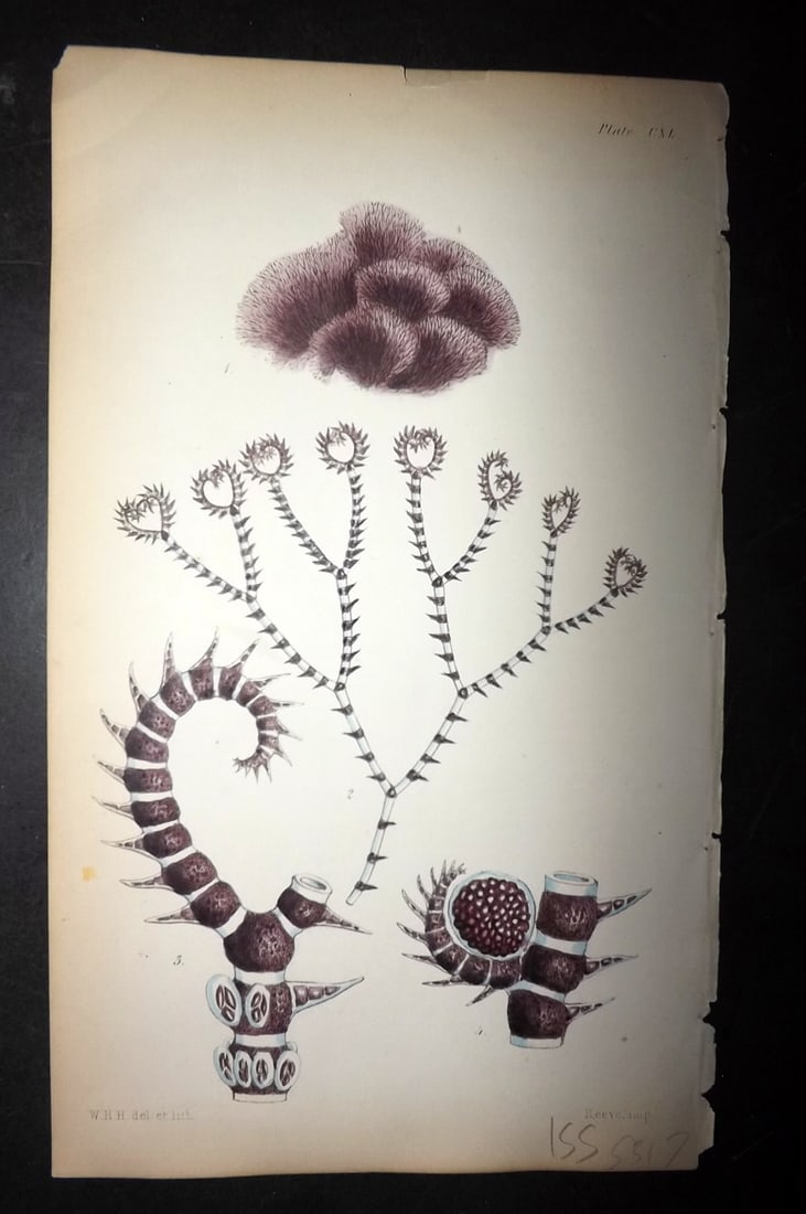 Harvey, William 1846 Hand Col Seaweed Print. Ceranium Acanthonotum 140: Lithograph Published 1846-51, London for "Phycologia Britannica: or a History of British Sea-Weeds" First Edition by William Henry Harvey. Fine hand colour as issued. With accompanying desriptive text