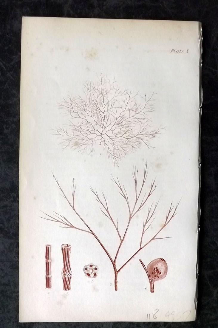 Harvey, William 1846 Hand Col Seaweed Print. Polysiphonia Richardsoni 10: Lithograph Published 1846-51, London for "Phycologia Britannica: or a History of British Sea-Weeds" First Edition by William Henry Harvey. Fine hand colour as issued. With accompanying desriptive text