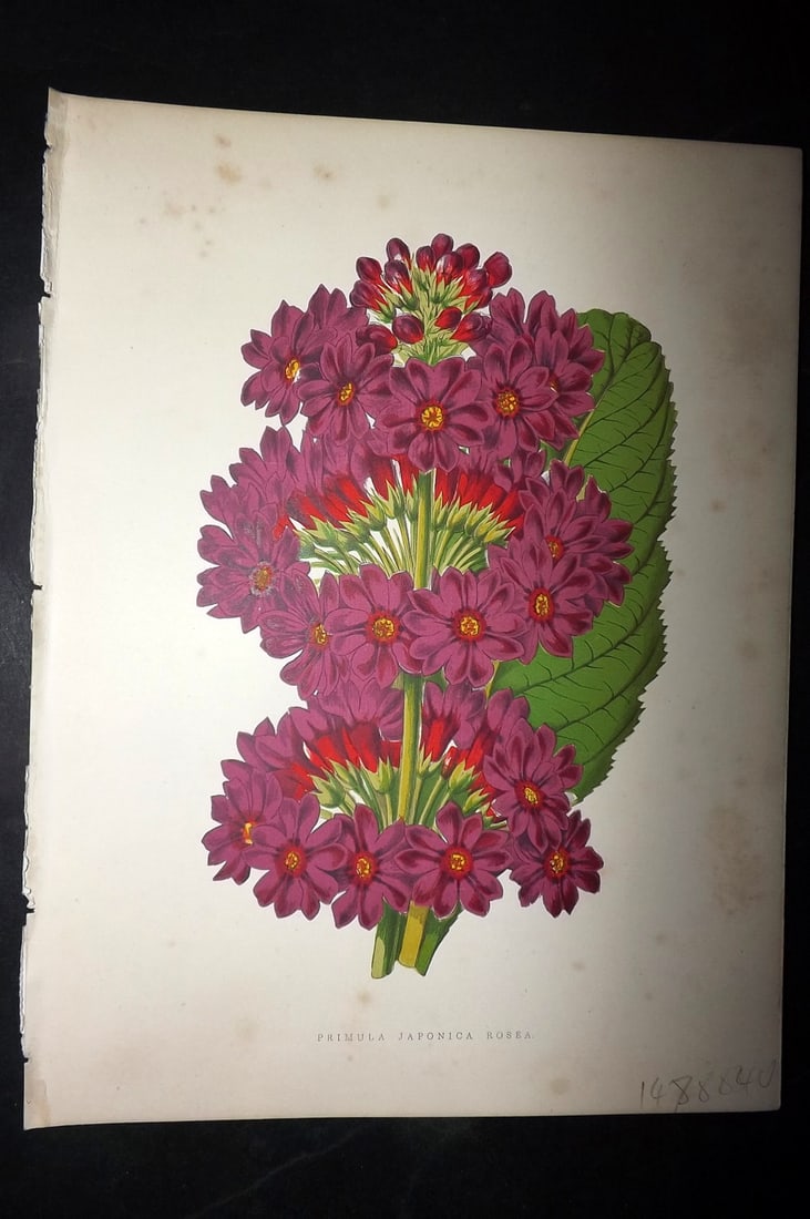 Hibberd, Shirley 1866 Antique Botanical Print. Primula Japonica Rosea.: Color Printed Woodblocks (Some with additional hand color) Published 1866, London for "Greenhouse Favourites?" by Shirley Hibberd. Paper Size: 9.5 x 7 inch (24 x 18cm) Very minor margin toning. Good C