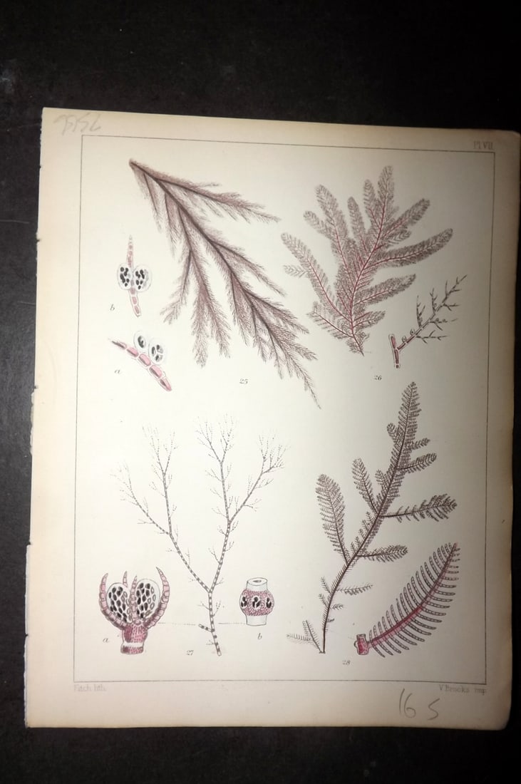 Landsborough, David 1851 Hand Col Seaweed Print. Callithamnion, Ceramium, Ptilota 07: Hand Coloured Lithograph Published 1849, London for "A Popular History of British Sea-Weeds?" by the Rev. David Landsborough. Paper Size: 6 x 5 inch (16 x 13cm) Good Condition