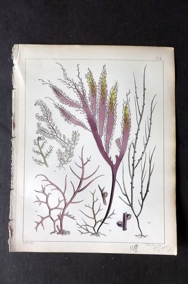 Landsborough, David 1851 HCol Seaweed Print. Bostrychia, Gigartina, Rhodymenia, Graciaria 11: Hand Coloured Lithograph Published 1849, London for "A Popular History of British Sea-Weeds?" by the Rev. David Landsborough. Paper Size: 6 x 5 inch (16 x 13cm) Good Condition