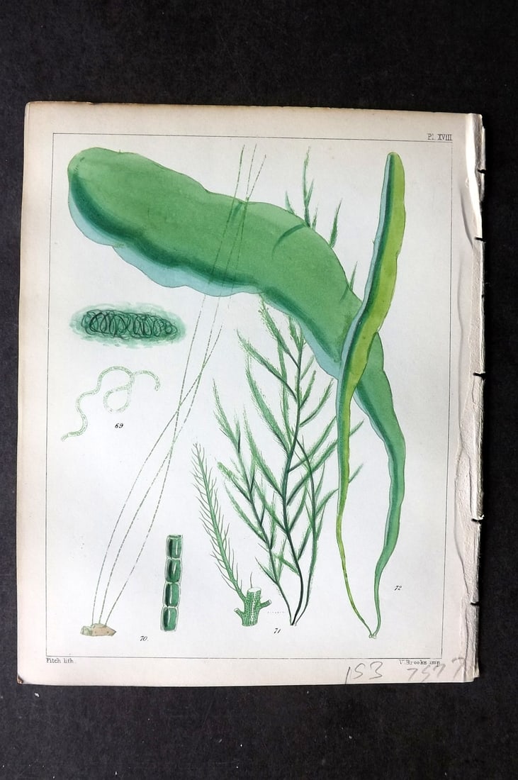 Landsborough, David 1851 HCol Seaweed Print. Conferva, Enteromorpha 18: Hand Coloured Lithograph Published 1849, London for "A Popular History of British Sea-Weeds?" by the Rev. David Landsborough. Paper Size: 6 x 5 inch (16 x 13cm) Good Condition