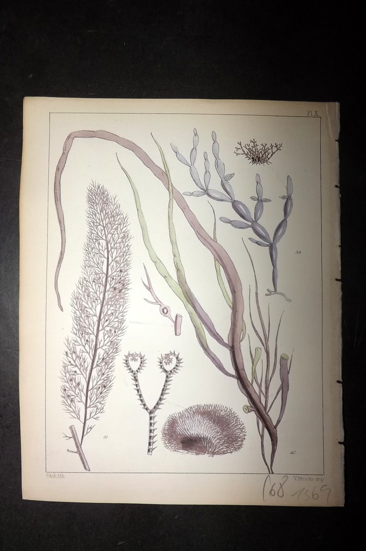 Landsborough, David 1851 HCol Seaweed Print. Hypnea, Ceramium, Catenella, Dumontia 10: Hand Coloured Lithograph Published 1849, London for "A Popular History of British Sea-Weeds?" by the Rev. David Landsborough. Paper Size: 6 x 5 inch (16 x 13cm) Good Condition